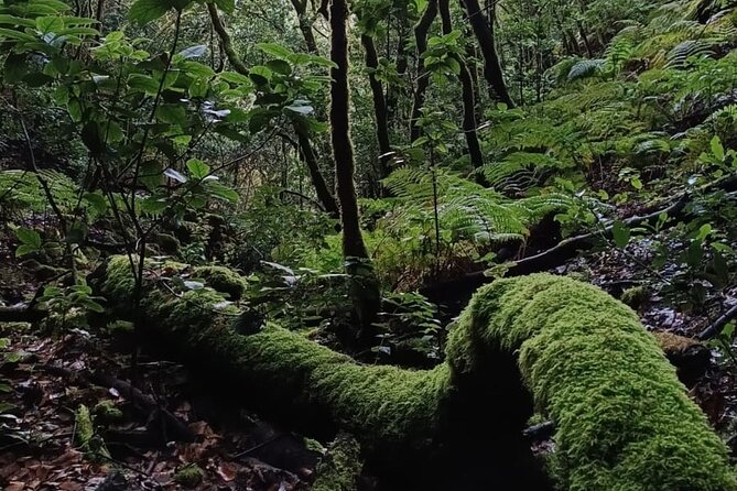 Tenerife: Hiking Through Enchanted Laurel Forest Above Masca - Exploring Mascas Enchantment