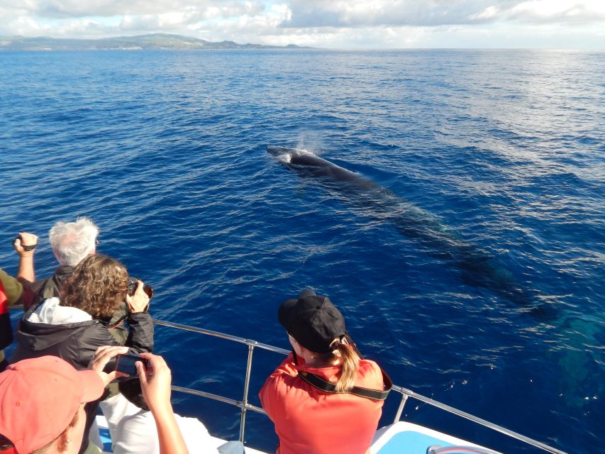 Third Island: Whale and Dolphin Watching Boat Excursion - Flexibility and Rescheduling