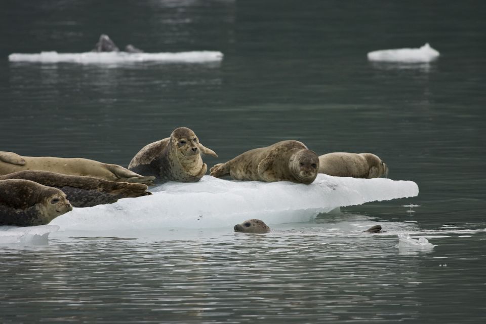 Valdez: 6-Hour Columbia Glacier Cruise - Wildlife Spotting Opportunities