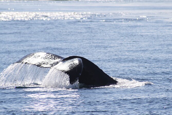 Victoria Whale Watch Tour - Booking and Reservation Details