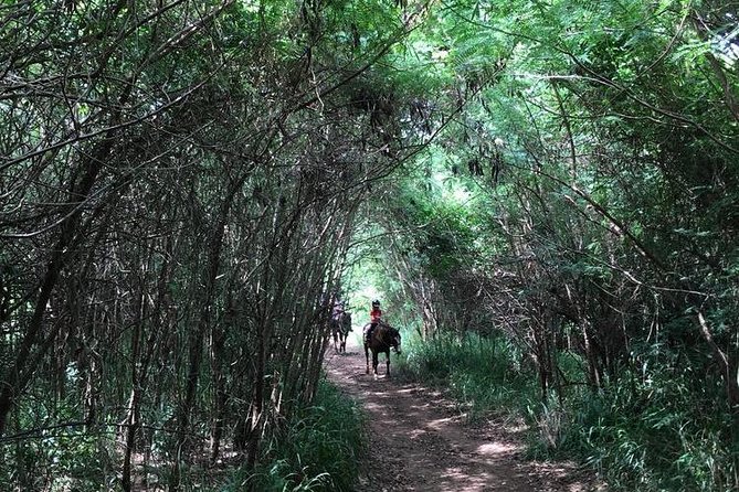 West Maui Mountain Waterfall and Ocean Tour via Horseback - Viewing Waterfalls and Ocean