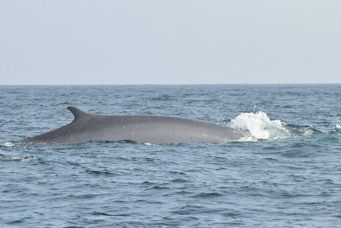 Whale and Dolphin Watching Tour on Pico Island - Review Highlights