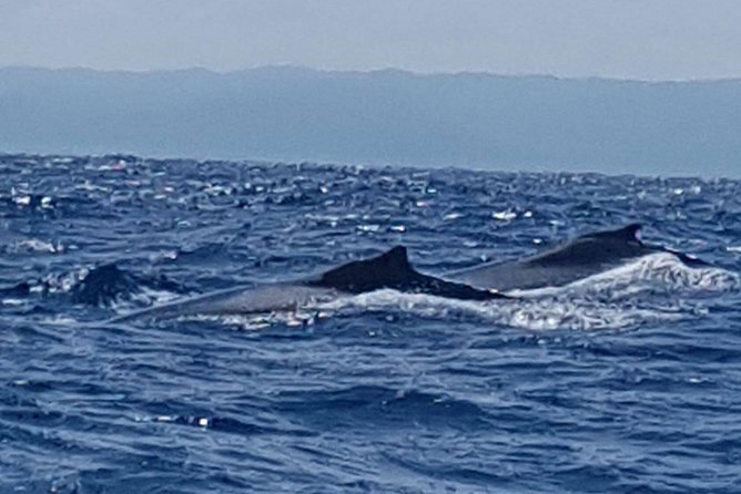 Whale Watching in Samana - Boat Capacity and Comfort