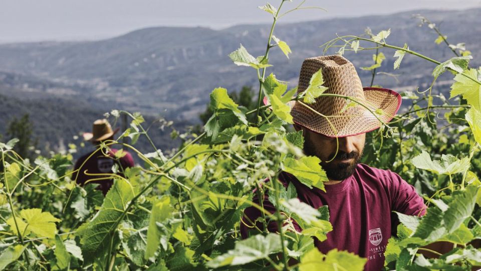 Wine Tasting Tour in Nemea and Visit Tour in Nafplio - Wine Tasting in Nemea