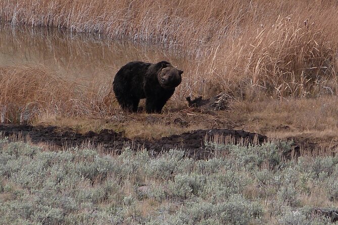 Yellowstone Lower Loop Full-Day Tour - Preparing for the Adventure