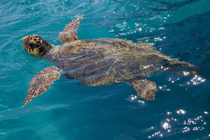 Zakynthos Marine Park With Turtles Spotting - Group Size and Transportation