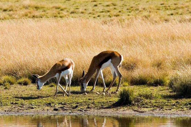 2-Hour Game Drive at the Plettenberg Bay Game Reserve - Recommended Attire and Essentials