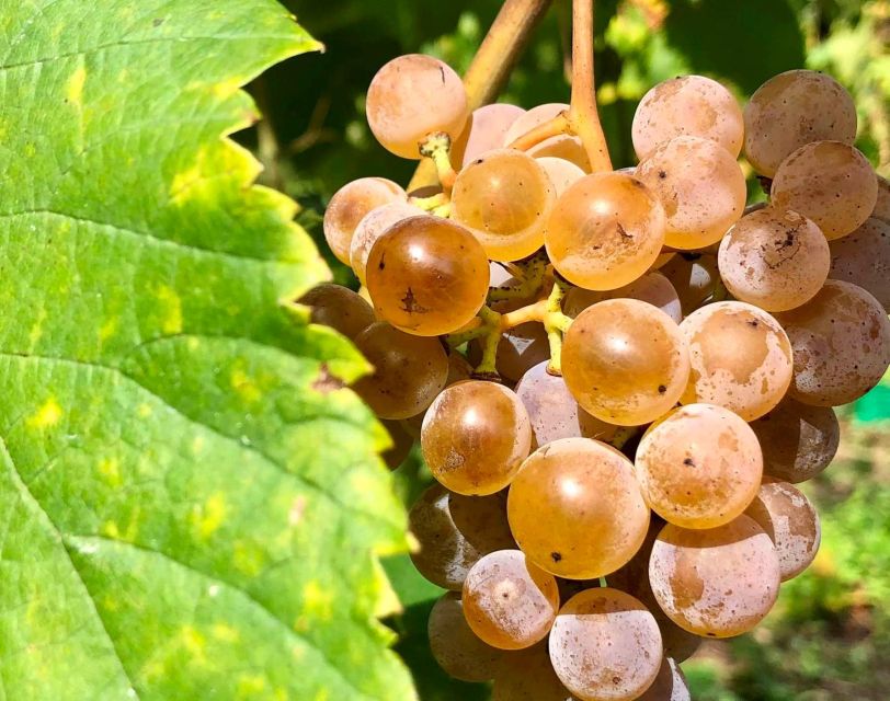 Alvarinho Wine Full Day Tour - Preparing for the Tour