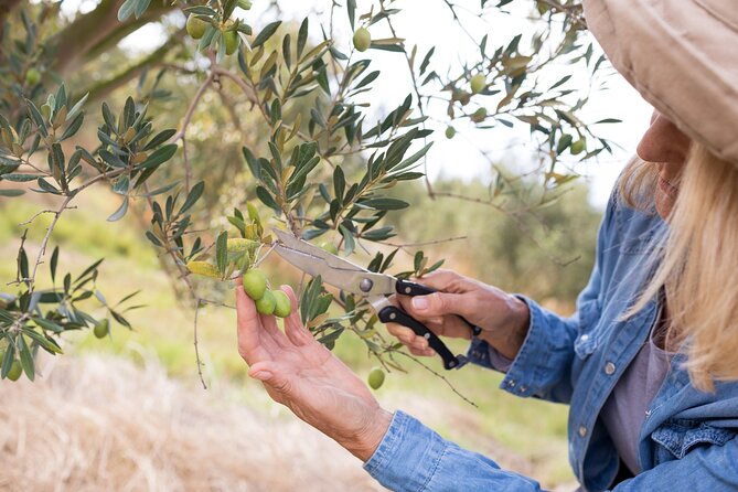 Cretan Wines & Olive Oil Tour - the Treasures of Crete - Gracious Hosts and Cruise Ship Pickup