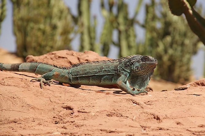 Crocoparc Tour in Agadir - Additional Information