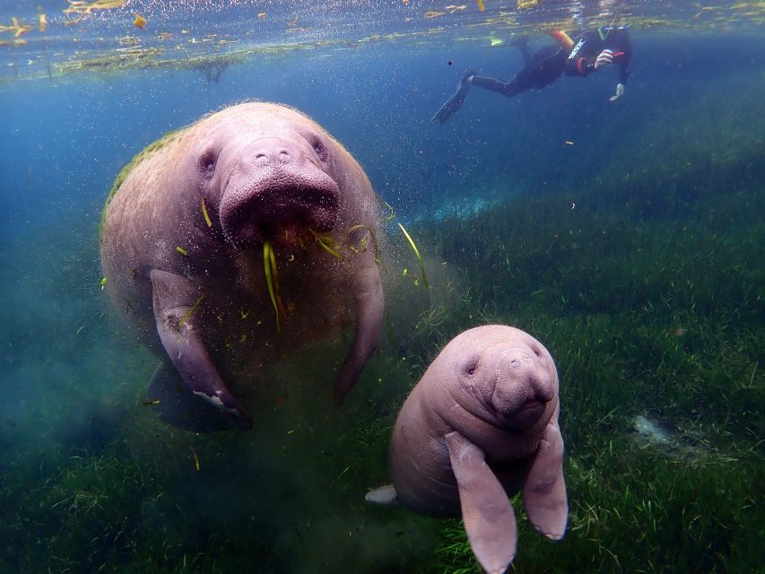 Crystal River: VIP Manatee Swim W/ In-Water Photographer - Important Information