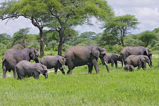 Day Trip to Selous (Nyerere) National Park Flying From Zanzibar - Private Transportation and Guiding