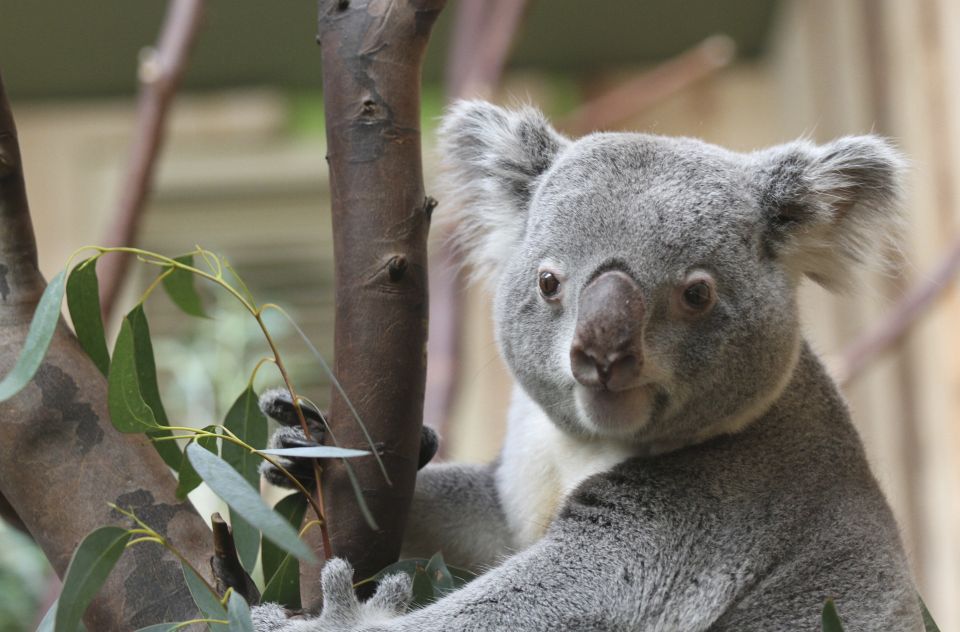 Edinburgh Zoo Entrance Ticket - Booking and Cancellation