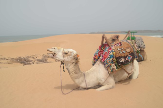 Essaouira 2-Hour Camel Adventure Ride - Customer Reviews and Ratings