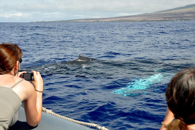 Eye-Level Whale Watching Eco-Raft Tour From Lahaina, Maui - Recommended Traveler Tips