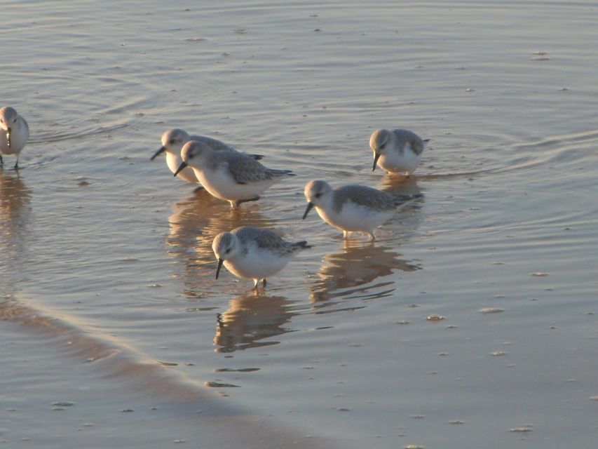 Faro: Eco-Friendly Ria Formosa Bird Watching in Solar Boat - Eco-Friendly Solar Boat Experience