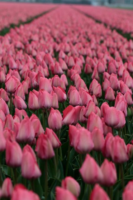 From Amsterdam: Tulip Fields of Holland Tour - Customer Feedback