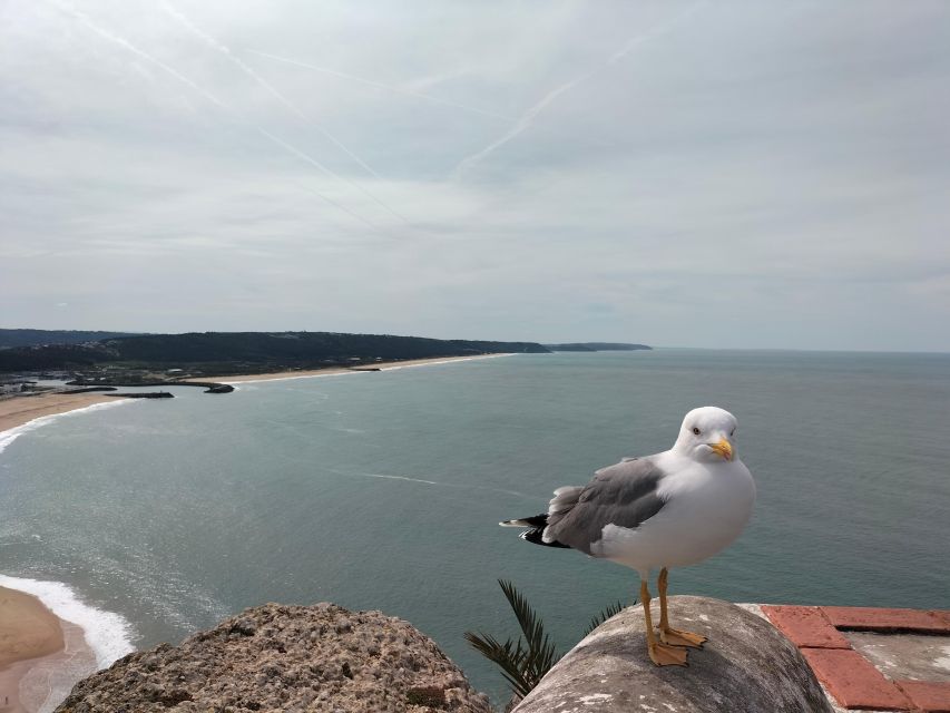 From Lisbon: Half-Day Private Eco-Tour to Nazaré by SUV - Accessibility and Restrictions