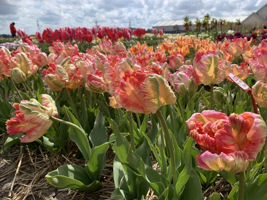 From Lisse: Flower Bike Tour Along Keukenhof and Flowerfarm - Tour Duration and Pricing