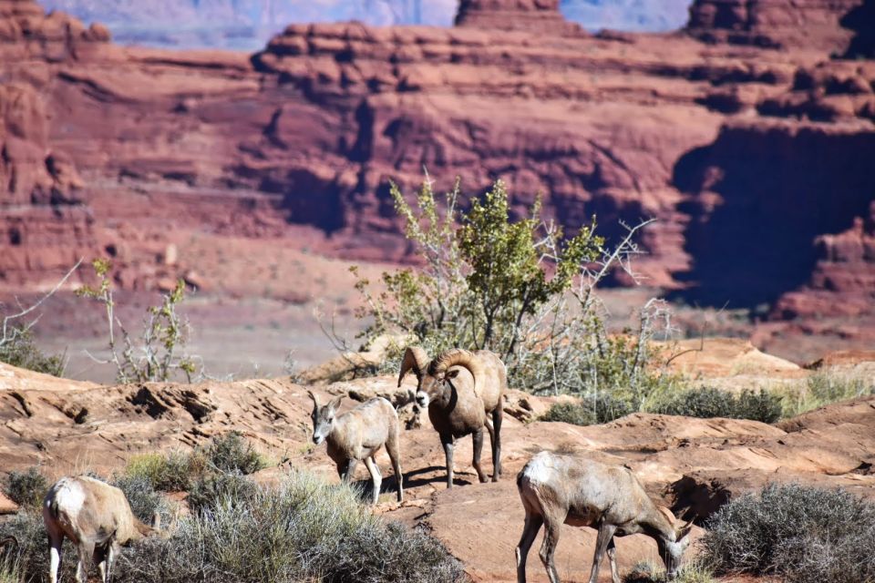 From Moab: Full-Day Canyonlands and Arches 4x4 Driving Tour - Practical Information