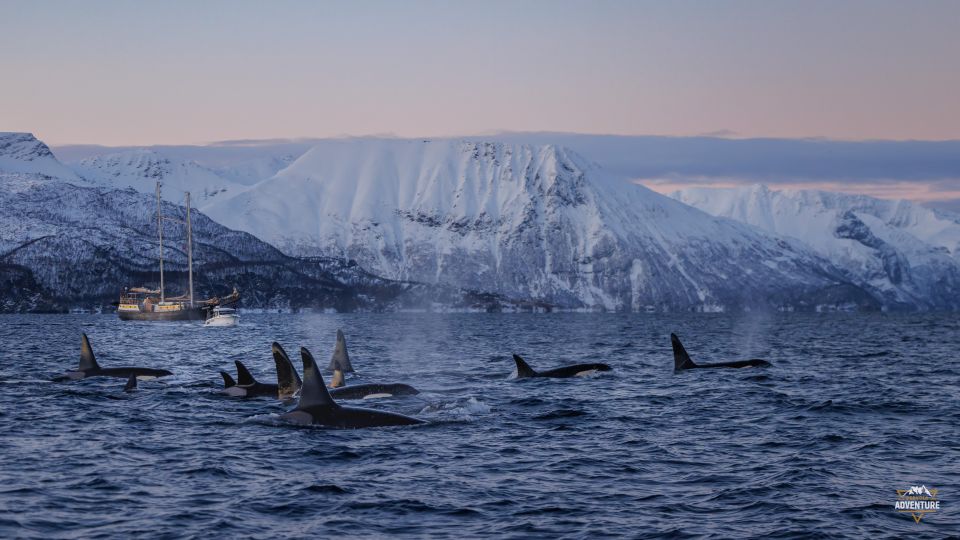 From Skjervøy: Whale Watching in a Heated Cabin Cruiser - Ethical Whale Watching