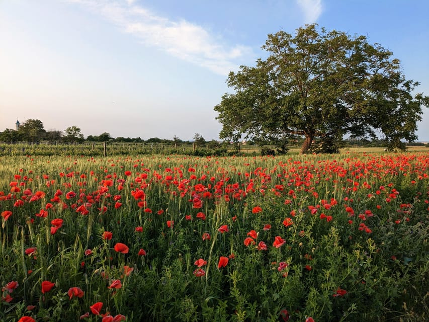 From Vienna: Burgenland Bike and Wine Tasting Tour - Booking and Cancellation