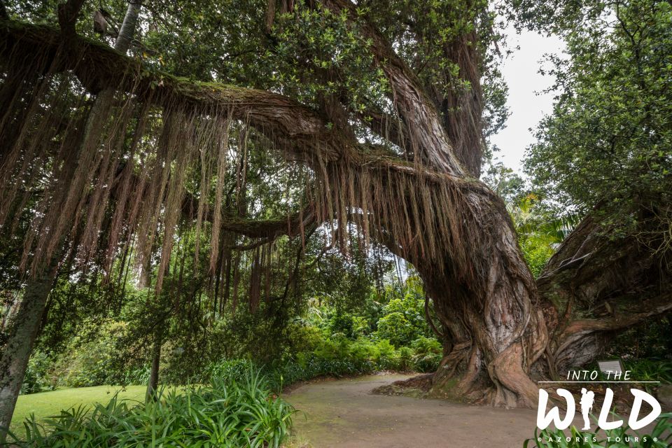 Full-Day Furnas Guided Tour With Optional Hot Springs - Hot Springs Option