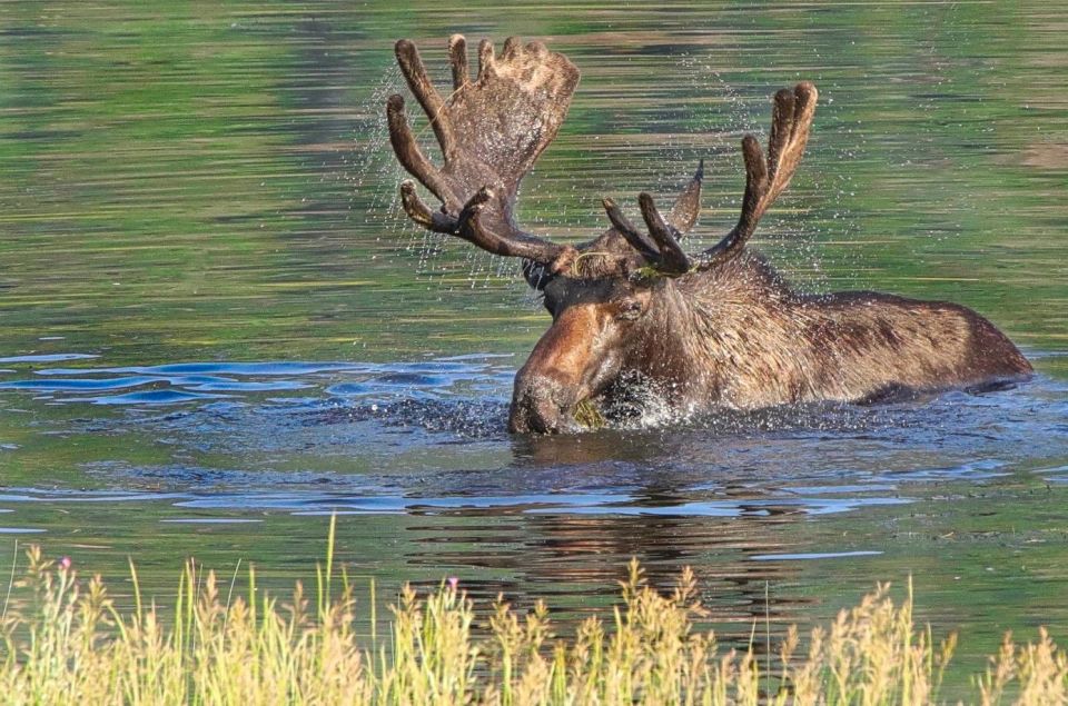 Half-Day RMNP Lakes and Meadows Tour-RMNPhotographer - Booking and Reservation