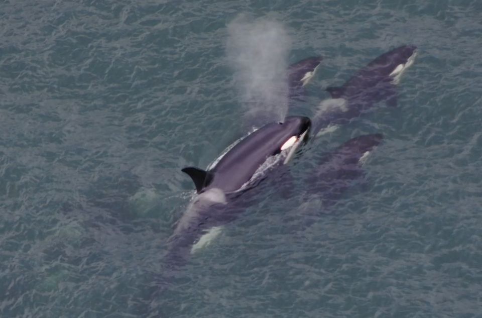 Hoonah: Icy Strait Whale Watch With Drone Filmography - Customer Reviews