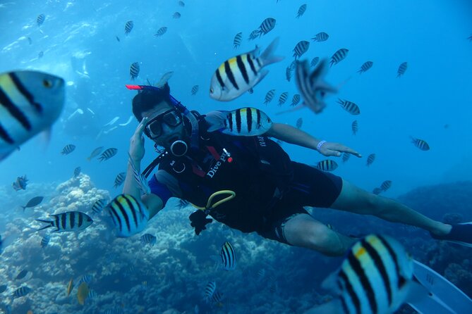 Intro Diving 2 Stops for Beginners With Pick-Up and Lunch - Hurghada - Lunch and Refreshments Provided