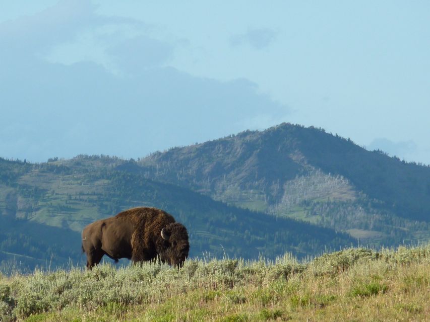 Jackson: 2-Day Yellowstone National Park Tour With Lunches - What to Bring