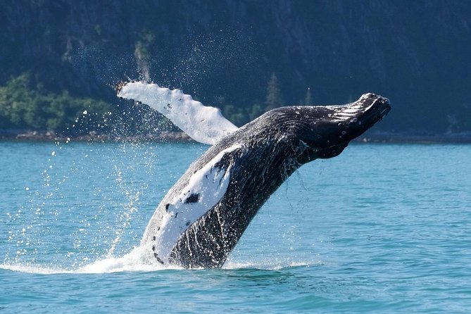 Kenai Fjords and Resurrection Bay Half-Day Wildlife Cruise - Cancellation Policy and Additional Info