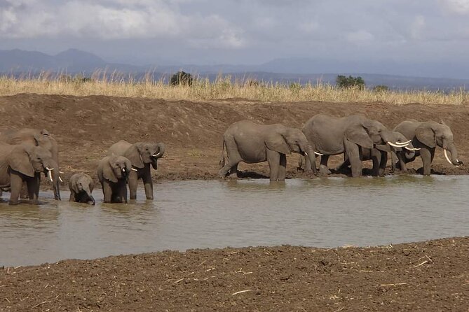 Mikumi National Park Day Trip - Cancellation and Refund Policy