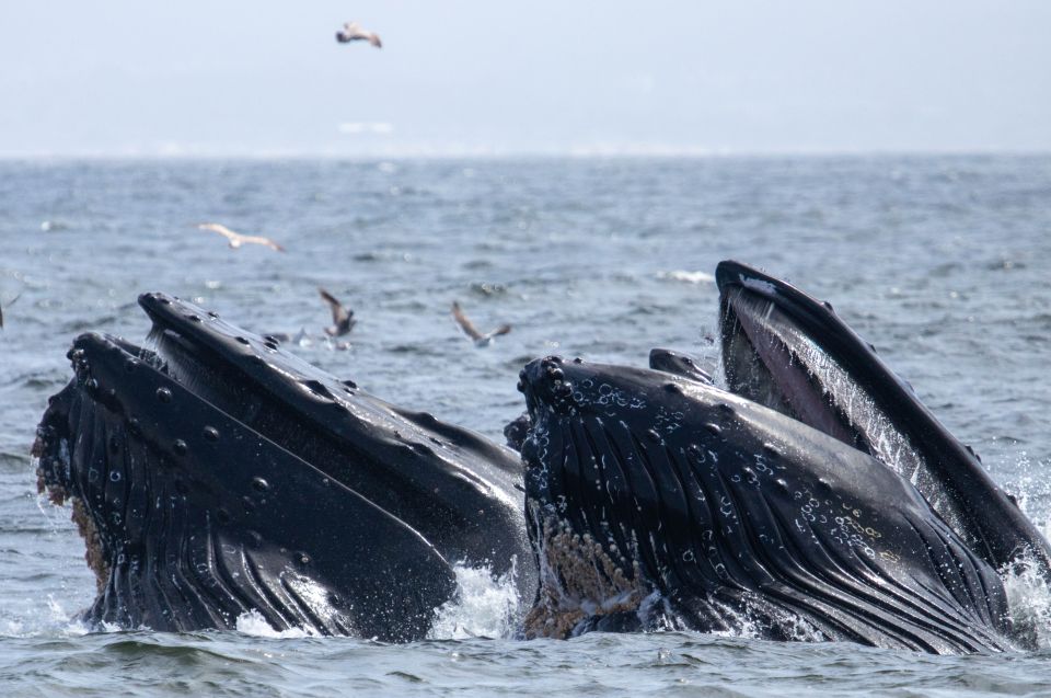 Monterey: Sunset Whale Watching Cruise With a Guide - Frequently Asked Questions