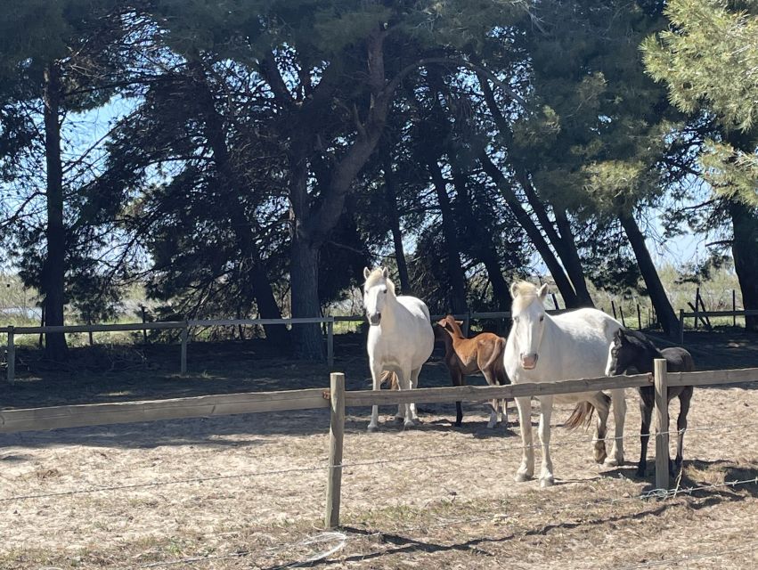 Montpellier: a Full Day to Discover the Camargue - Highlights and Inclusions