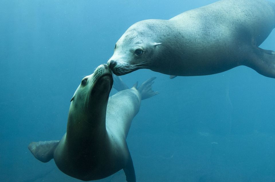 Nausicaa National Sea Center: Full-Day Entry Ticket - Seamless Entry Experience