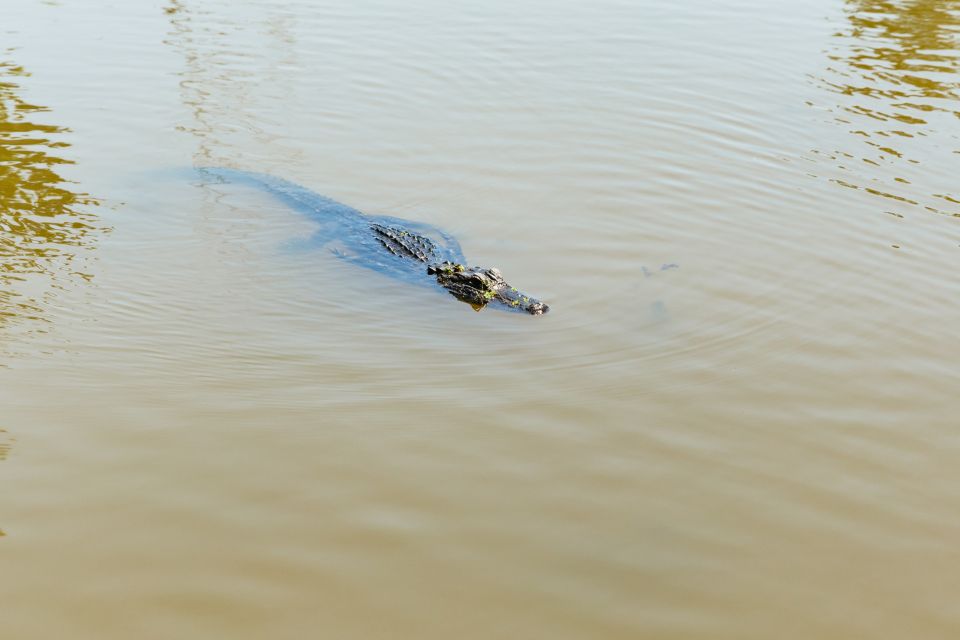 New Orleans: Bayou Tour in Jean Lafitte National Park - Reserve and Pay