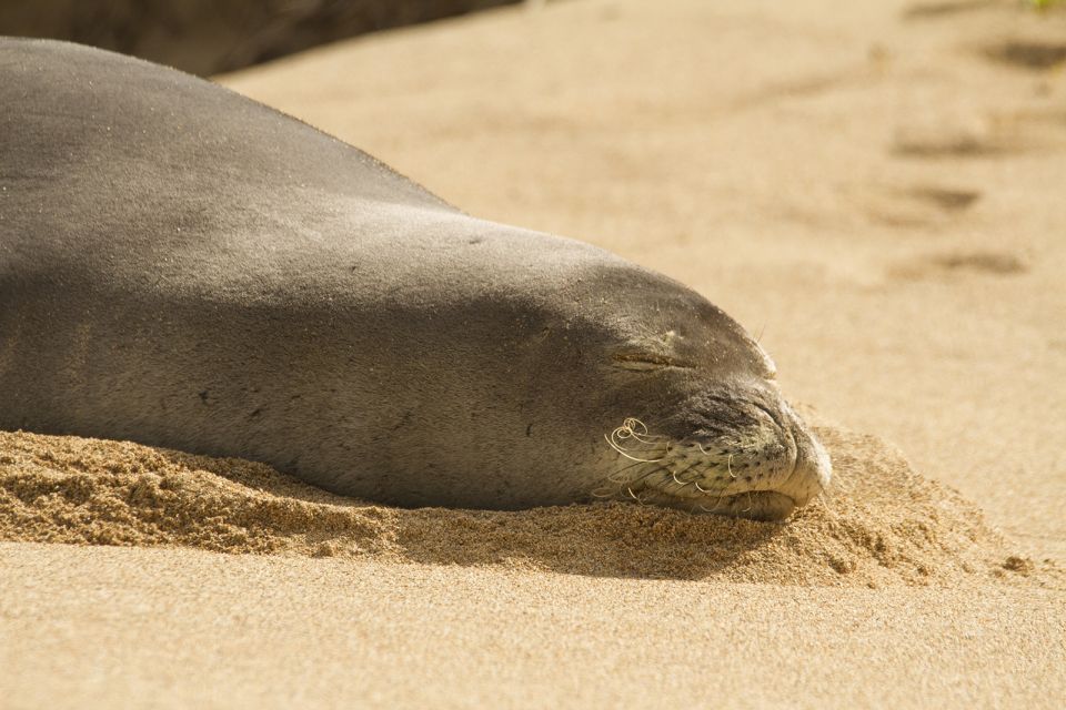 Oahu: Sunrise & Full-Day Island Photo Tour With Small Group - Memorable Island Experience