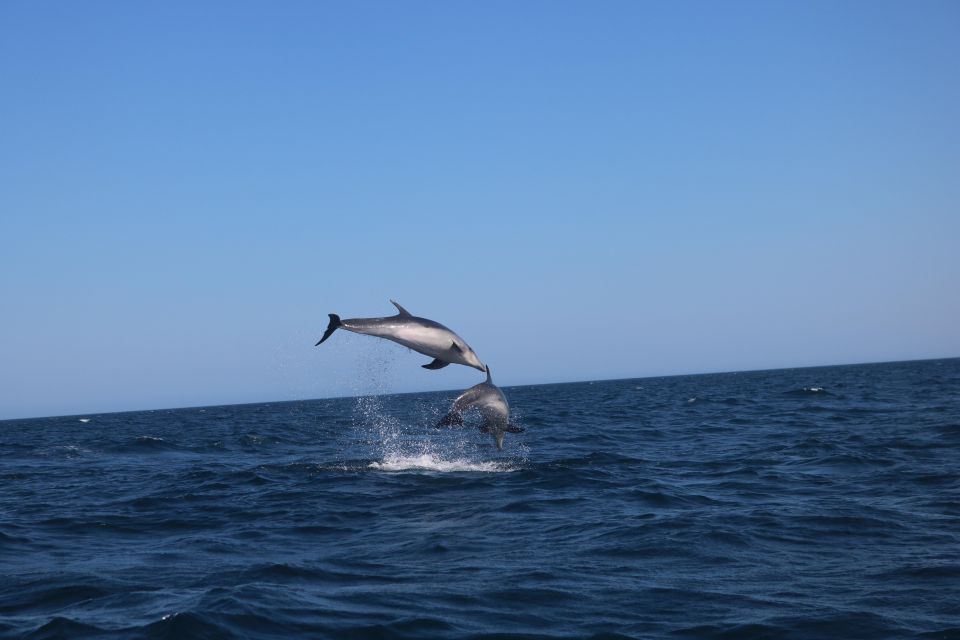 Portimão: Dolphins and Marine Life Boat Tour With Biologist - Vessel Specifications and Capacity