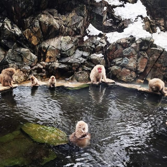 Private Snow Monkey Zenkoji Temple Sightseeing Day Tour - Optional Shibu Onsen Visit