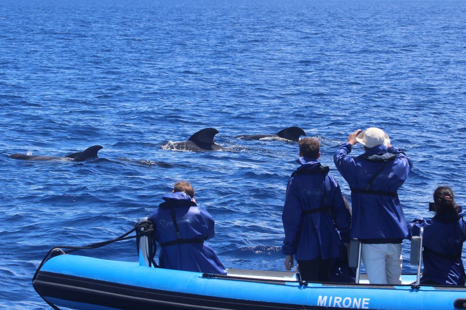 Rabo De Peixe: Sperm Whale Sanctuary Expedition - Explore Marine Wildlife