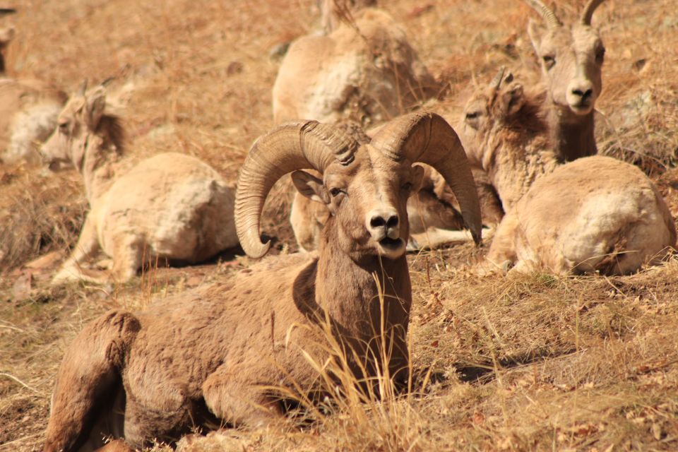 Rapid City: Mt Rushmore Custer State Park & Crazy Horse - Tour Logistics and Customization Options