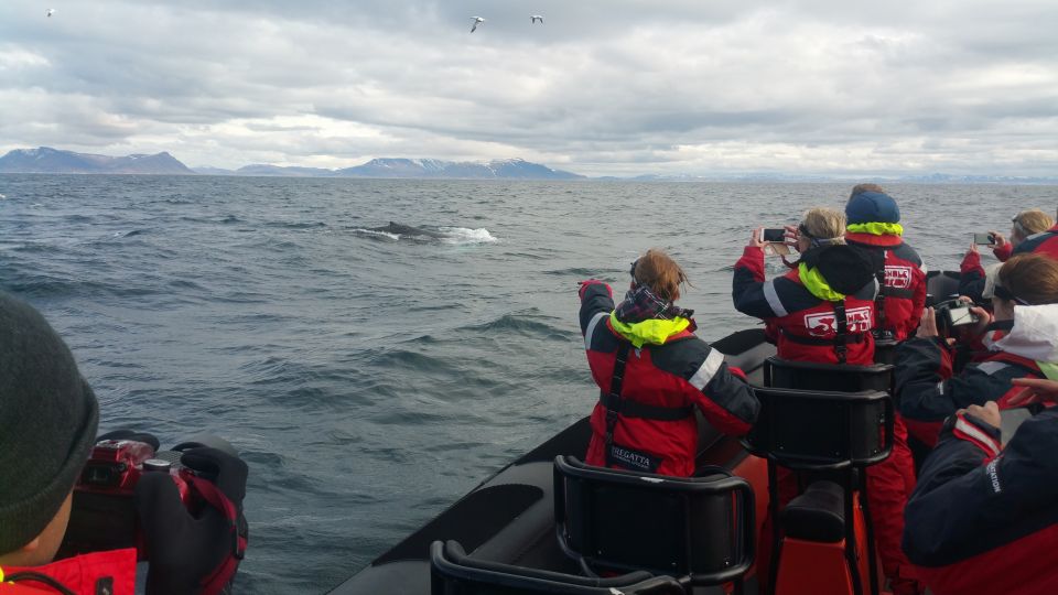 Reykjavik: Premium Whale Watching With Flexible Ticket - Flexible Ticket and Rescheduling