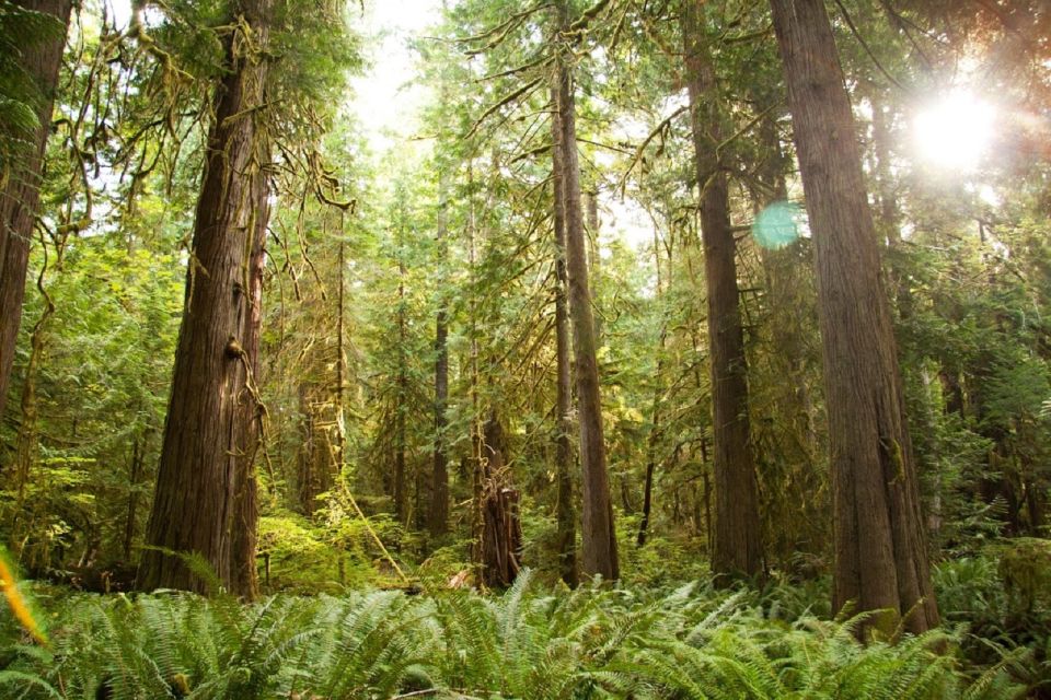 Seattle: Olympic National Park Small-Group Tour - Important Information to Note