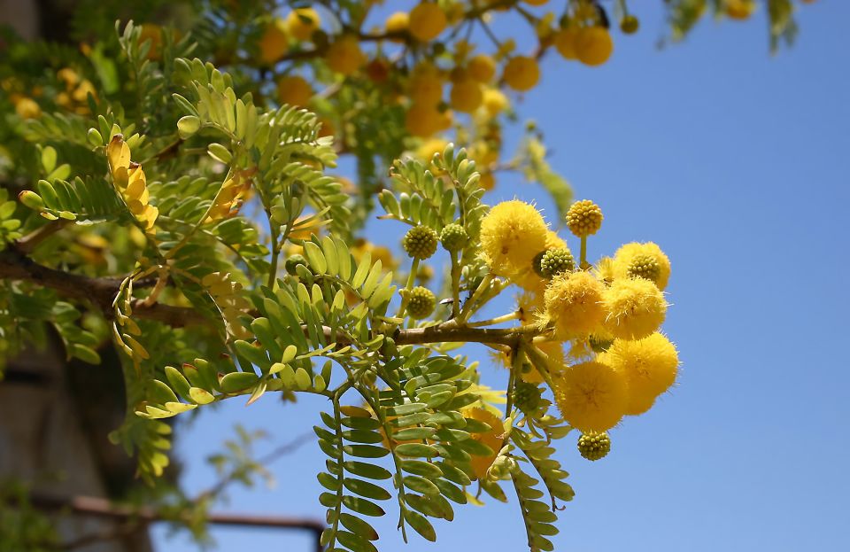 South Coast Private Nature Walking Tour With Transport - Duration and Language