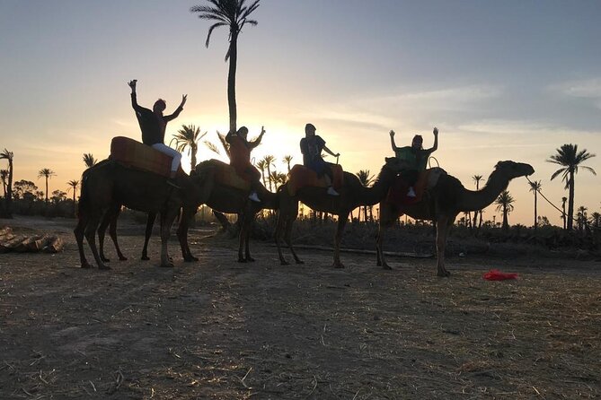 Sunset Camel Ride in the Palm Grove Of Marrakech - Positive Guest Reviews