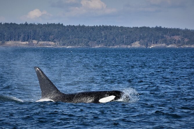 Vancouver Whale Watching Safari - What to Bring