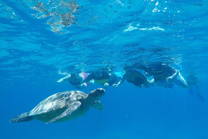 Waikiki Turtle Snorkel Tour - Small Group (6 Passengers or Less) - Unique Experiences for Travelers