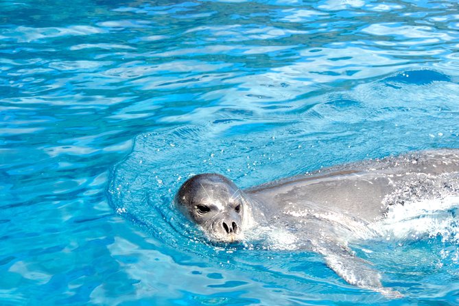 Whale and Dolphin Watching Tour - Funchal - Coastal Views From Speedboat