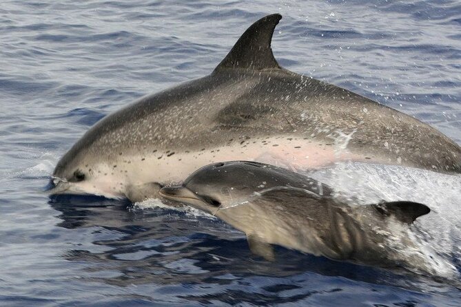 Whale and Dolphin Watching Tour on Pico Island - Booking and Confirmation